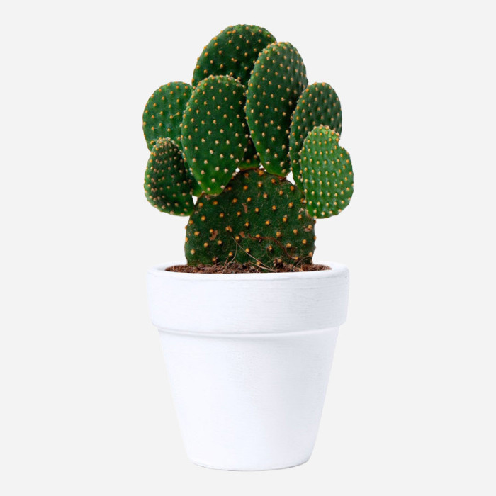 DECORACIÓN Y PLANTAS